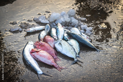 fresh fish in the market, tuna, mirissa, sri lanka, ceylon, asia, organic, freh, seafood