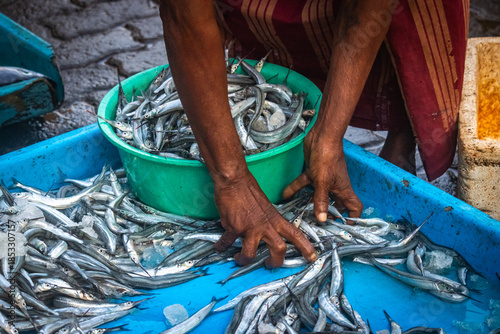 fresh fish in the market, tuna, mirissa, sri lanka, ceylon, asia, organic, freh, seafood