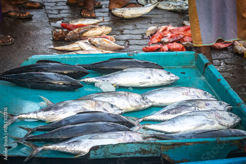 fresh fish in the market, tuna, mirissa, sri lanka, ceylon, asia, organic, freh, seafood