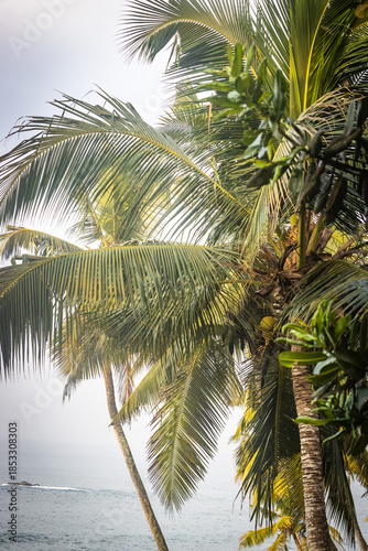 palm trees, beach, secret beach, mirissa, sri lanka, ceylon, asia