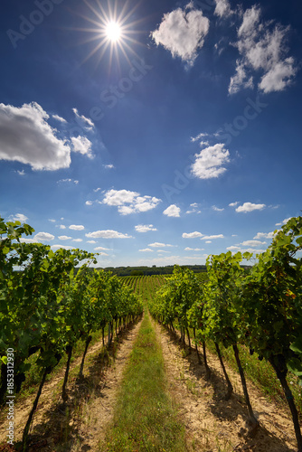 A view between the rows of grapevines in a summer vineyard, with a close-up of a branch under a blue sky.