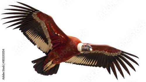 Foto Andean condor flying PNG isolated on transparent background, majestic bird of pr