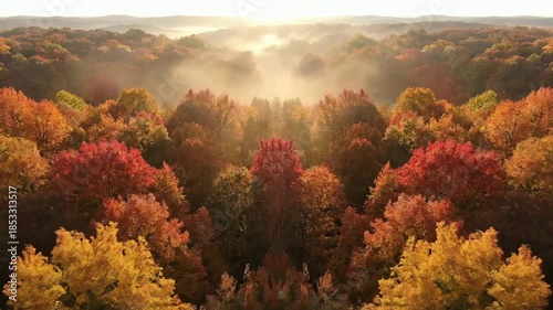 Symmetrical Aerial View of a Majestic Autumn Forest Bathed in Golden Sunlight and Gentle Fog