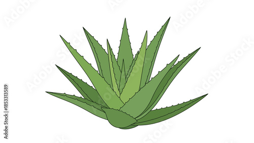 Illustration of a green aloe vera plant with sharp leaves on a white background.