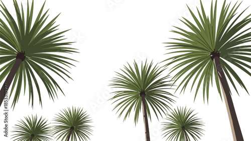 A group of green palm trees of various sizes against a white background.