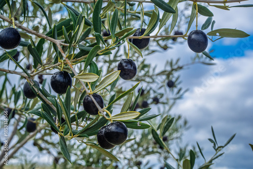 Ripe Black Olives on Olive Tree Branch in Seville, Spain