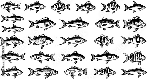 Black and White Line Art Fish Collection. Hand Drawn Vintage Engraving Style Set of Various Freshwater and Saltwater Fish Species for Fishing, Marine Life, and Seafood Industry Designs.