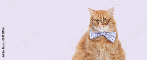 Smart ginger cat wearing round glasses and blue bow tie, studio portrait isolated on soft pastel purple background. Concept of education, science, business intelligence, learning, creativity and leade