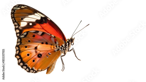 Tableau sur toile Beautiful monarch butterfly PNG isolated on transparent background, orange and b