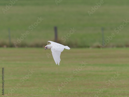 Long Billed Corella x Little Corella (Cacatua sanguinea x Cacatua tenuirostris) in flight over grass field with fence and pasture in background