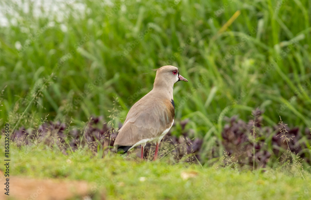 Fototapeta premium Southern Lapwing (Vanellus chilensis) in profile, amidst green vegetation. Red eye-ring and gray-brown plumage. Fauna, nature, wildlife.