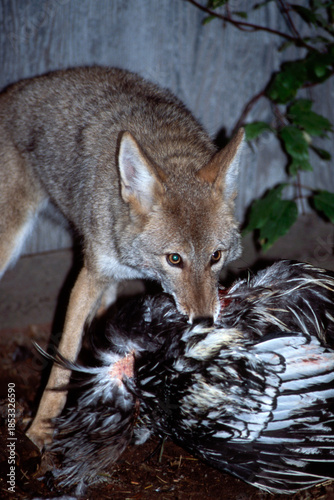 Coyote eating a chicken, a Coyote raiding a chicken coop