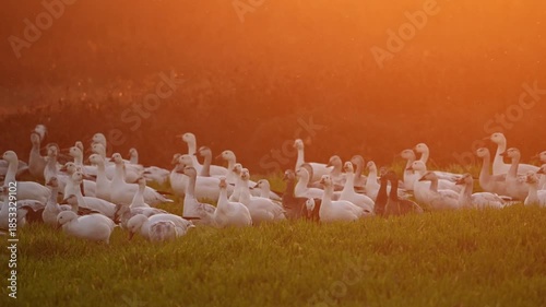 a flock of snow geese in the field at sunset light