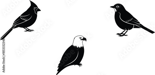 Three black and white illustrations of birds in profile and front views