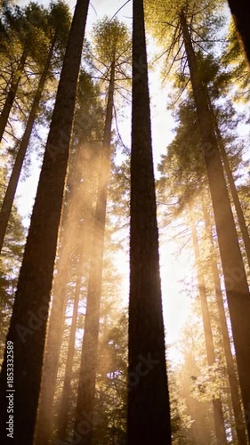 Tall Forest Trees with Sunlight Beams and Floating Dust Particles Low Angle View