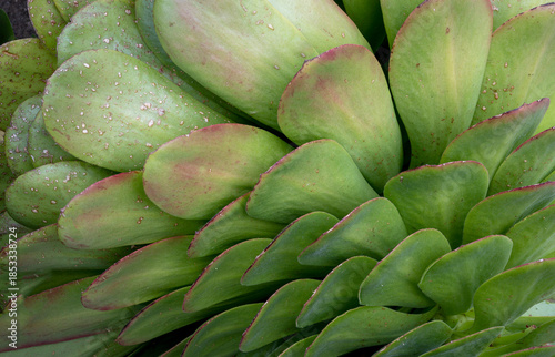 Green leaves background, natural texture. Succulent close up view 