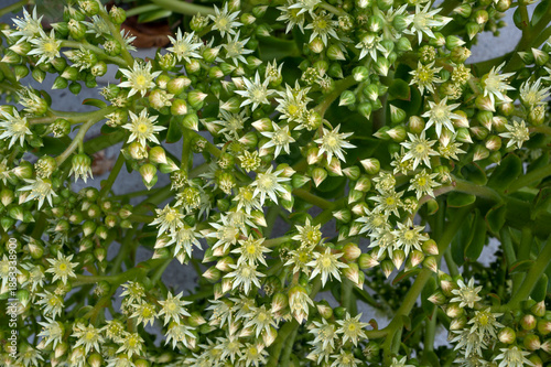 Green leaves background. Green plant with white flowers 
