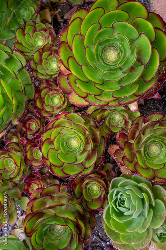 Background of fresh green plant. Succulent close up view 