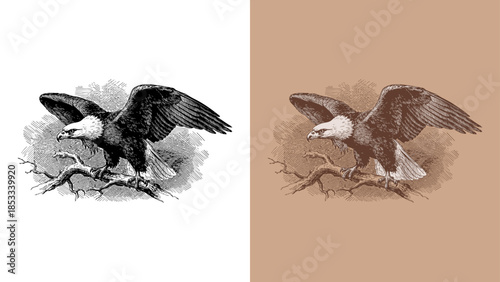 Vintage Bald Eagle Etching/Engraving Illustration