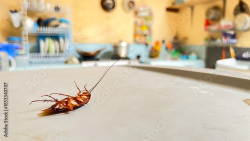 Bild auf Leinwand Dead Cockroach Lying on its Back in a Kitchen Area
