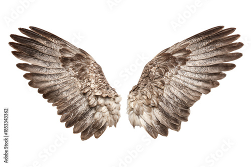 Isolated Bird Wings on White Background