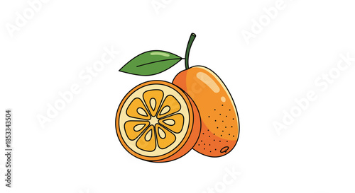 Fresh kumquat fruit illustration includes a whole piece and a cross-section showing the internal texture of this citrus variety.