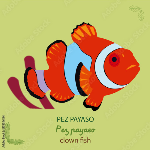 Pez payaso. Clown fish