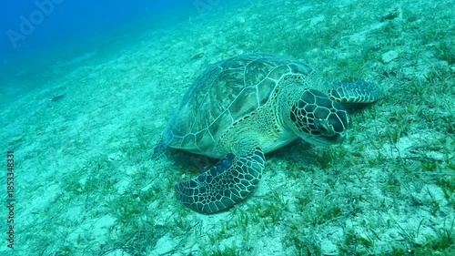 turtle swimming  underwater. green sea turtle (Chelonia mydas) swimming and feeding ocean grass scenery  with animal eating