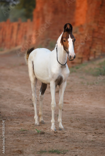 Slika na platnu marwari  horse in the field