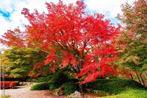 日田市西有田の紅葉