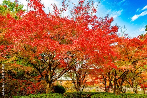 日田市西有田の紅葉