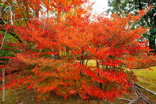 日田市西有田の紅葉