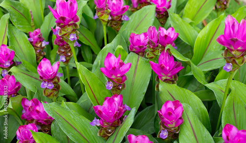 Cuadro en lienzo Pink flower of curcuma sessilis gage plant