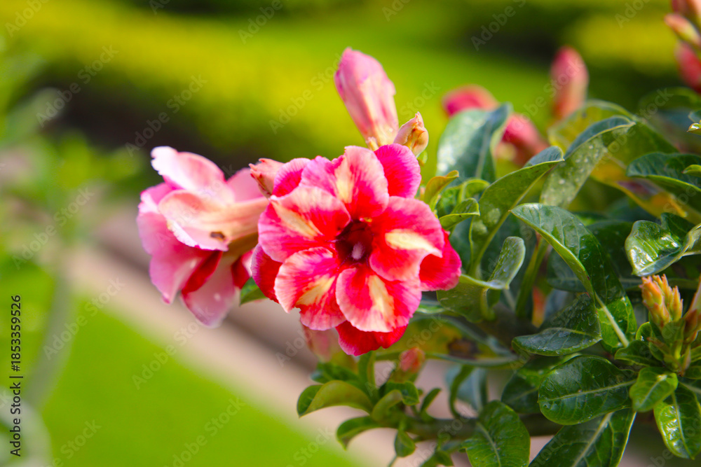 Obraz premium Adenium obesum, Desert rose flowers in full bloom.