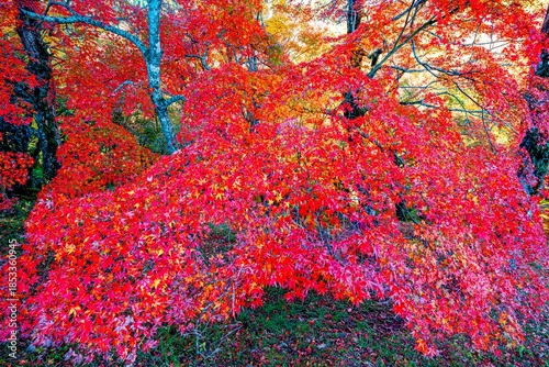 用作公園の紅葉