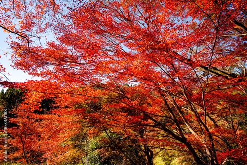 用作公園の紅葉