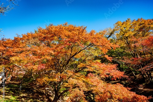 用作公園の紅葉