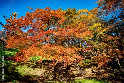 用作公園の紅葉