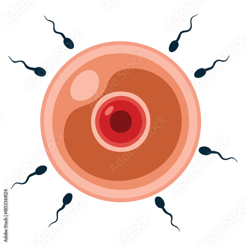 Assisted reproductive treatment concept vector showing in vitro fertilization artificial insemination and fertilisation injecting sperm into egg cell