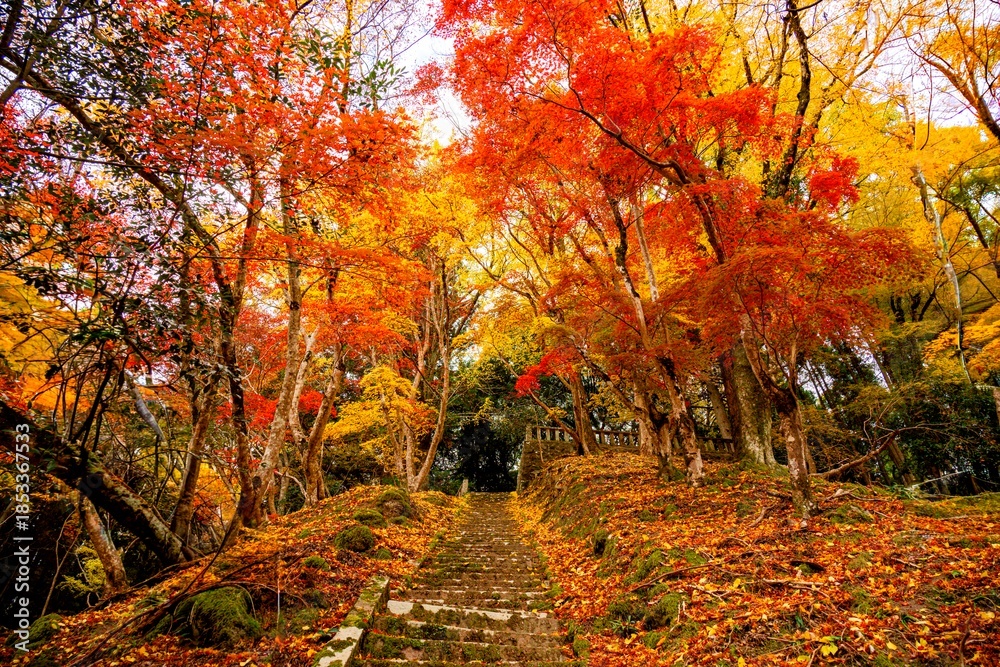 Fototapeta premium 御霊もみじ