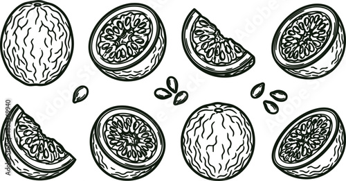 hand drawn melons and slices with seeds on white background