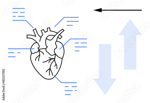 Human heart diagram. Heart structure with arrows blood circulation and annotated data points. Heart visualization for medical education, research, health, anatomy, diagnostics