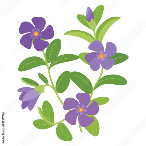 Detailed hand drawn periwinkle wild flower illustration suitable for nature botanical garden decoration floral pattern and plant themed creative artwork