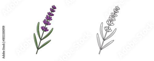 Lavender flower sprig branch in cartoon and line art styles purple and green colors for aromatherapy or herbal medicine and botanical decoration on white background