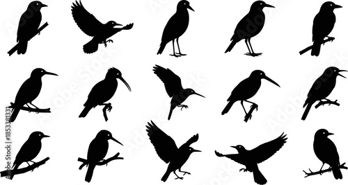 Bird silhouette vector collection, flying and perched birds in black, wildlife animal shapes for nature design, logo, illustration, clipart