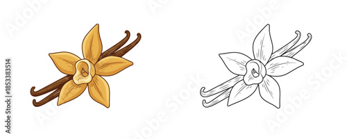Vanilla flower with dried pods in cartoon and line art styles yellow and brown colors for culinary spice or aromatherapy and natural flavor representation on white background