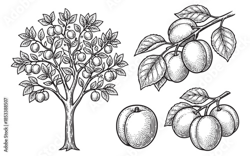 Hand Drawn Apricot Fruit. Vintage Engraving of Tree and Branch.