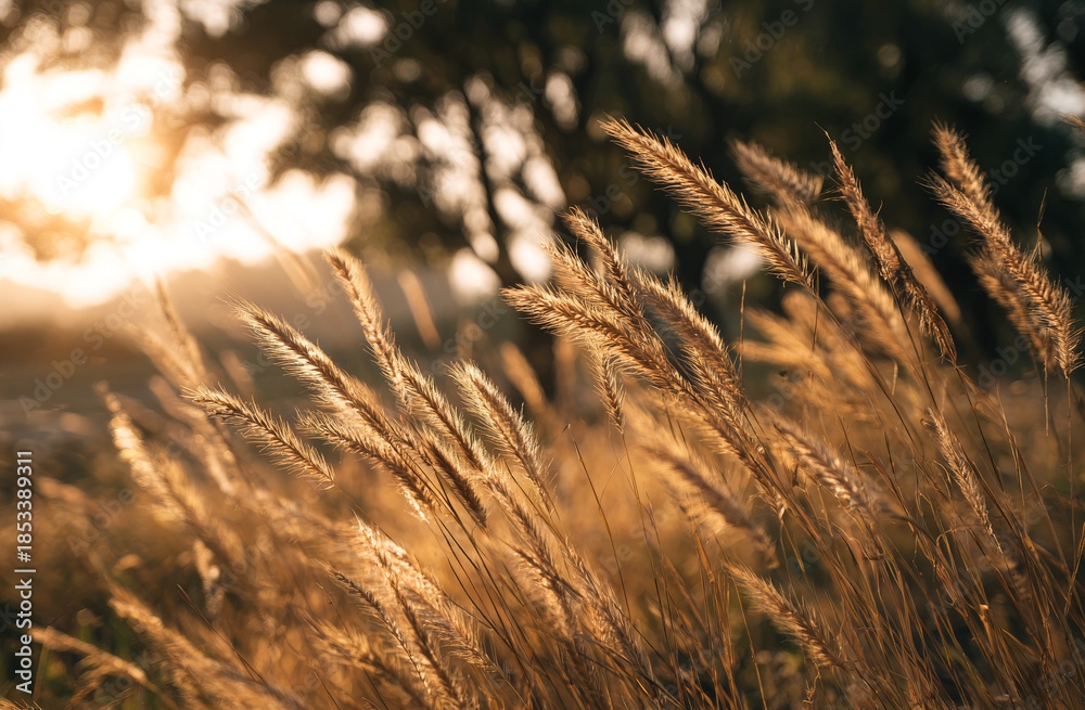 Obraz premium Tall grass with long blades illuminated by warm sunlight during sunset