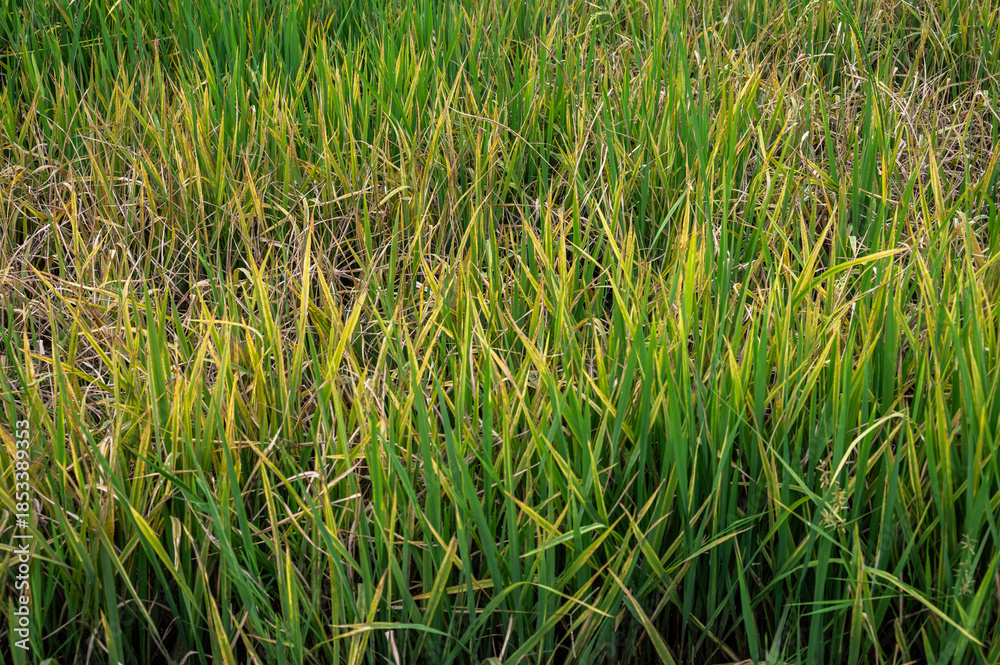 Fototapeta premium Rice leaf turn into yellow caused of overfertilization. Nitrogen can also make your grass turn yellow due to chemical burn and eventually kill it. 