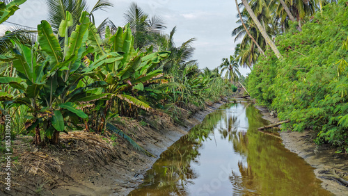 Narrow Irrigation Canal Through Tropical Banana and Palms.